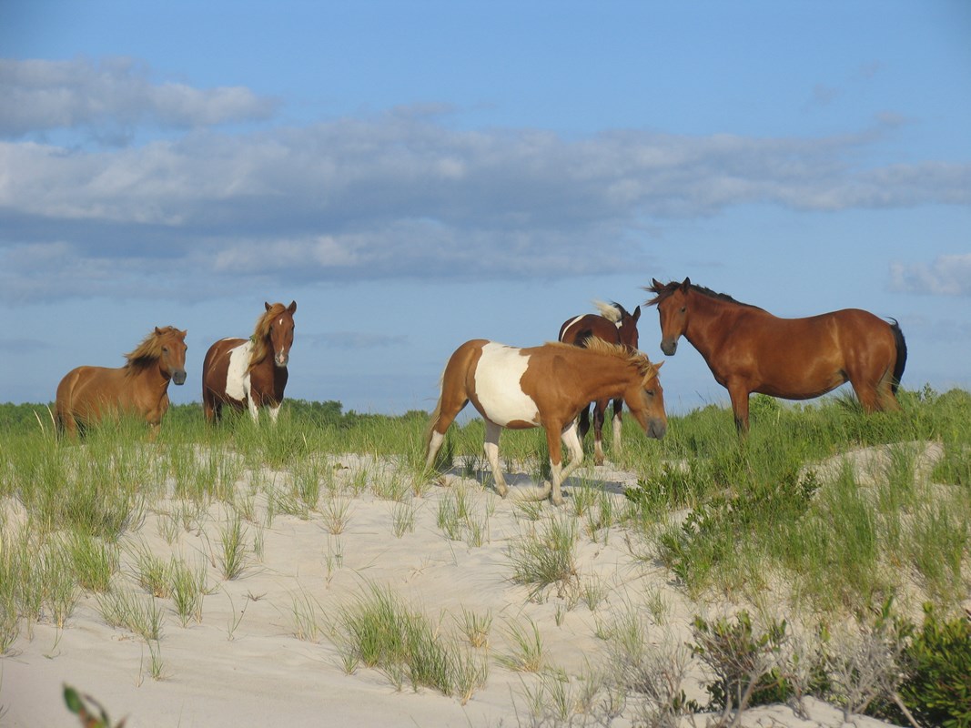 Wild horses among the dunes at Assateague Island