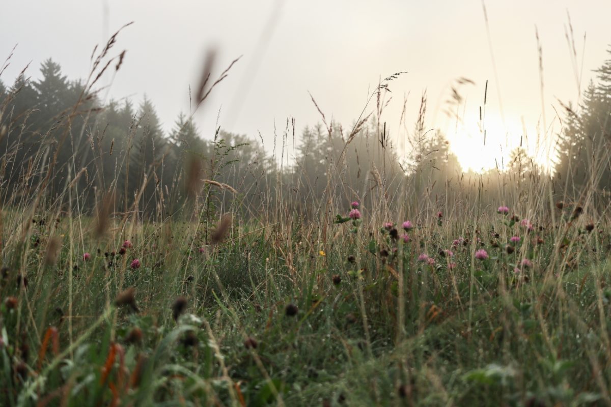 Dawn at Grayson Highlands State Park, 2023