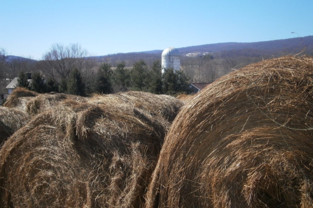 Hay bales at Sky Meadows’ Lost Mountain pastures, 2014