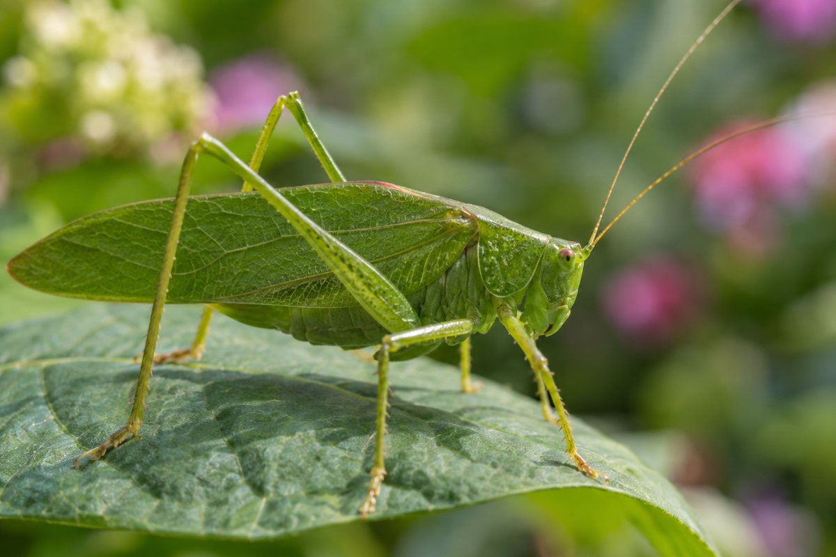 Green katydid on a leaf